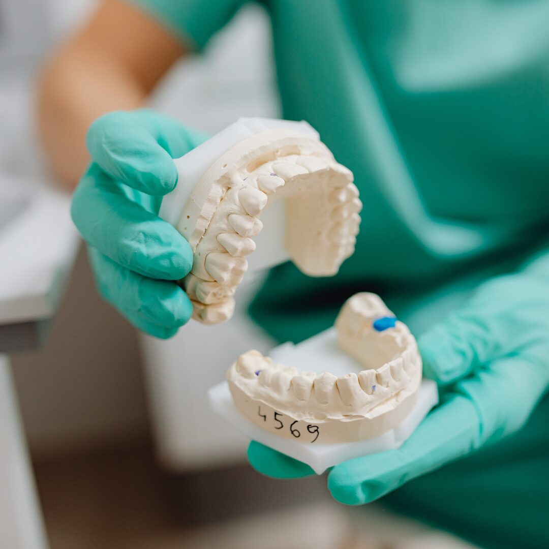 A dentist shows a model of human teeth